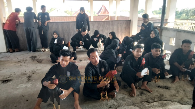 Pemeriksaan ayam jago