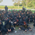 Pemeriksaan ayam jago