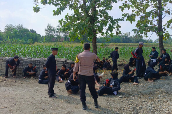 Pemeriksaan ayam jago