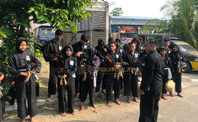 Pemeriksaan ayam jago